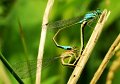 614 - dragonflies - BECKER Werner - germany